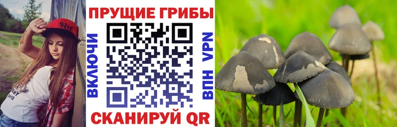 Псилоцибиновые грибы прущие грибы  где купить наркоту  Зверево 